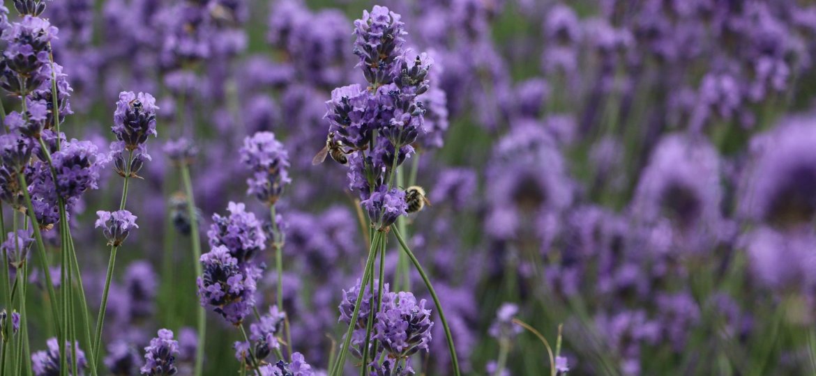 Flori de lavanda Angustifolia soiul Rapido