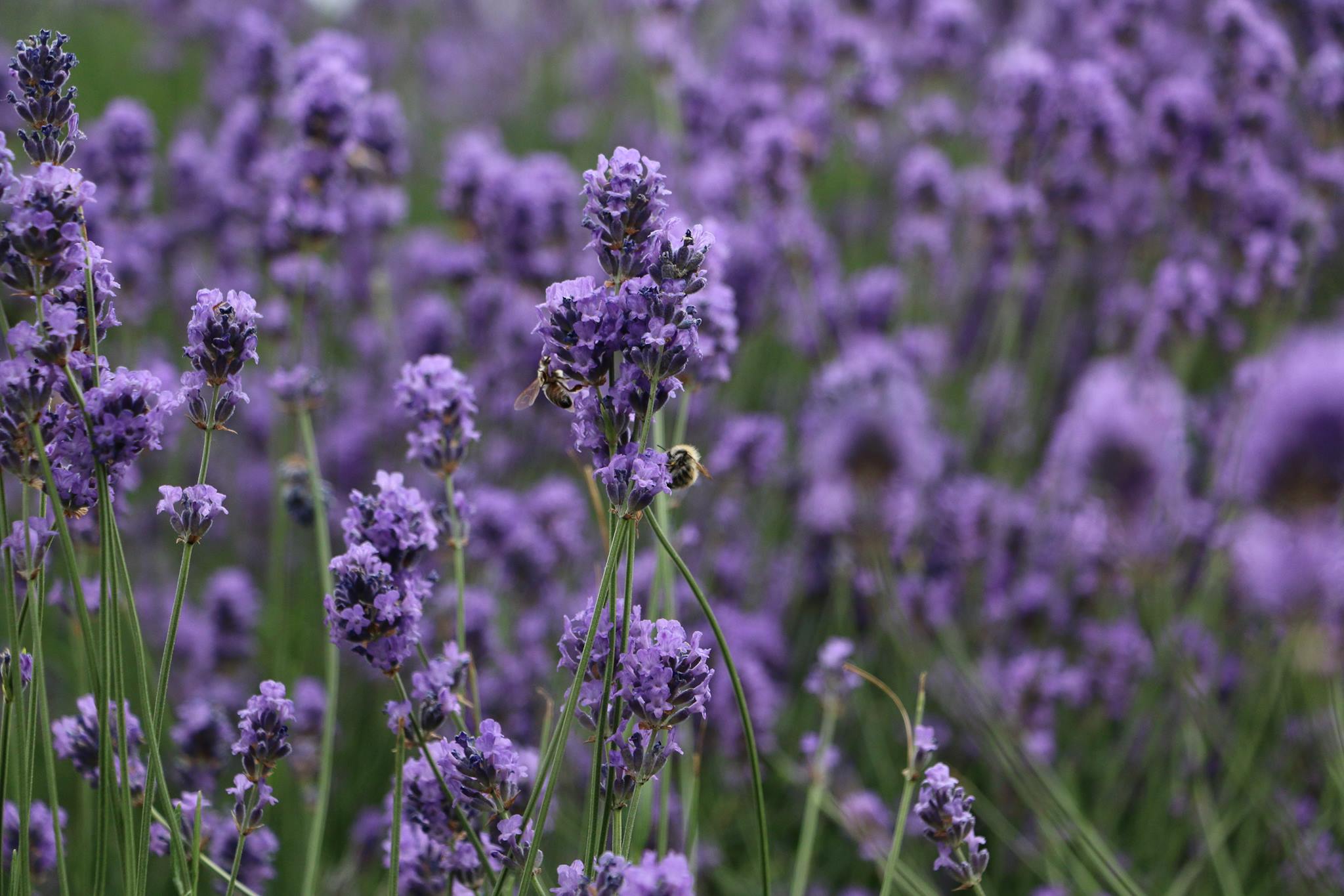 Flori de lavanda Angustifolia soiul Rapido