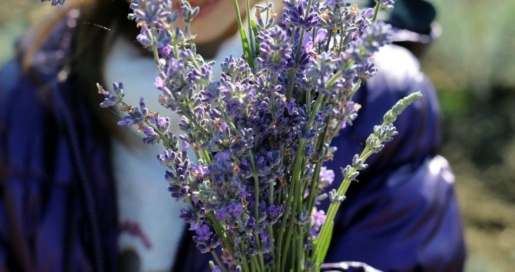 Flori de lavanda Angustifolia soiul Rapido