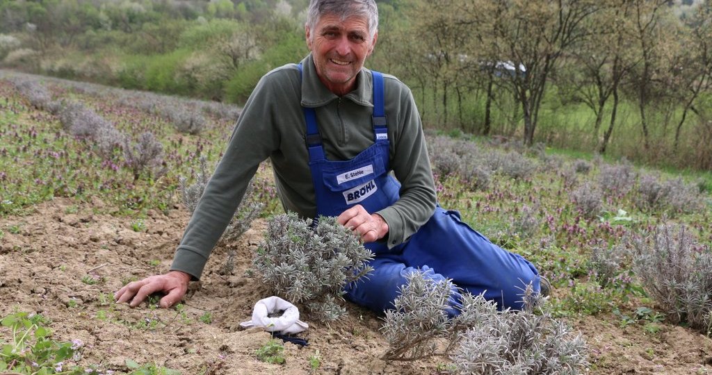 Cultura si seminte de lavanda Angustifolia soiul Rapido