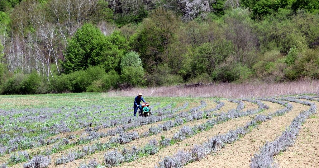 Cultura de lavanda Angustifolia soiul Rapido