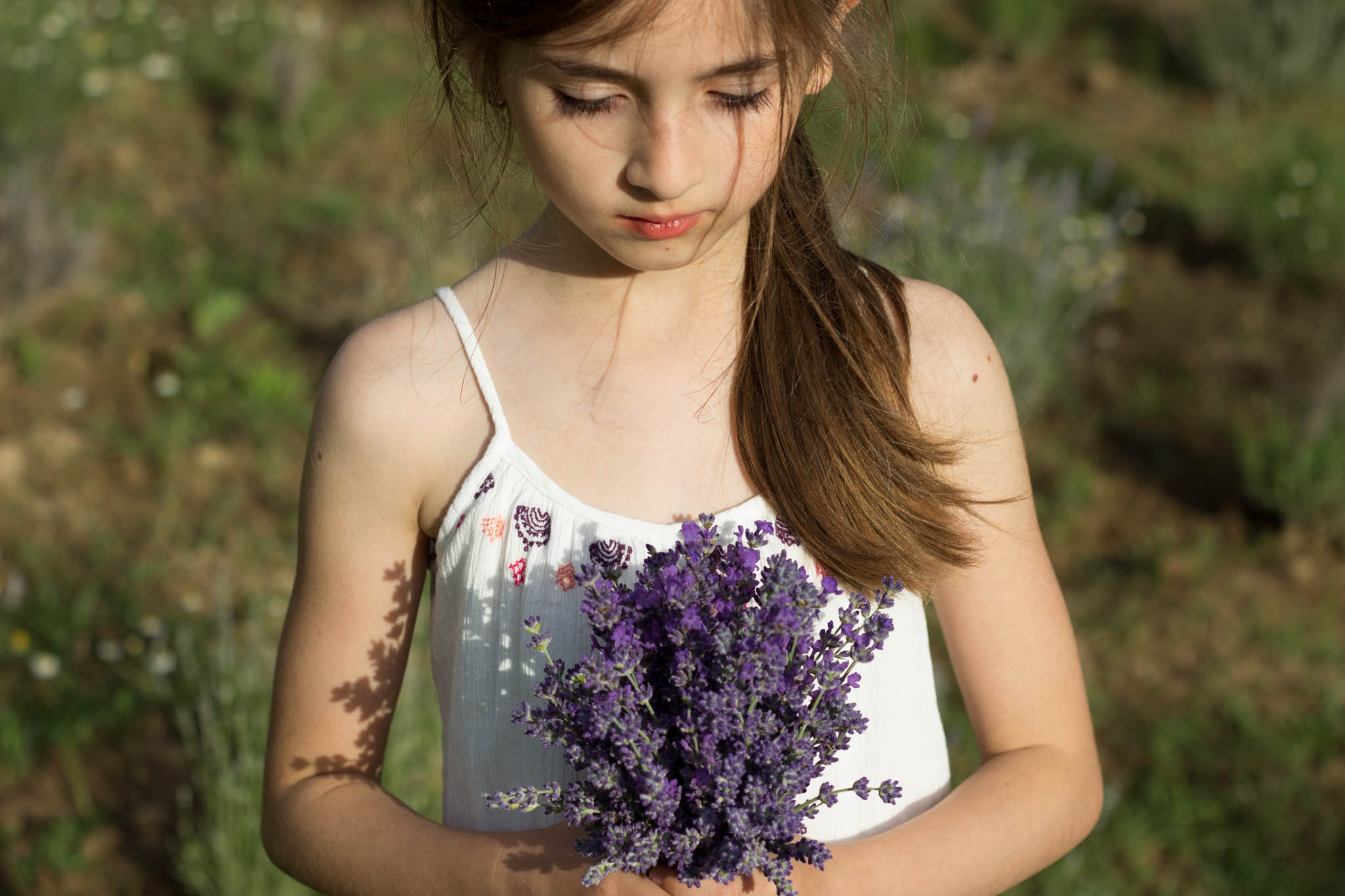 Flori de lavanda Angustifolia soiul Rapido