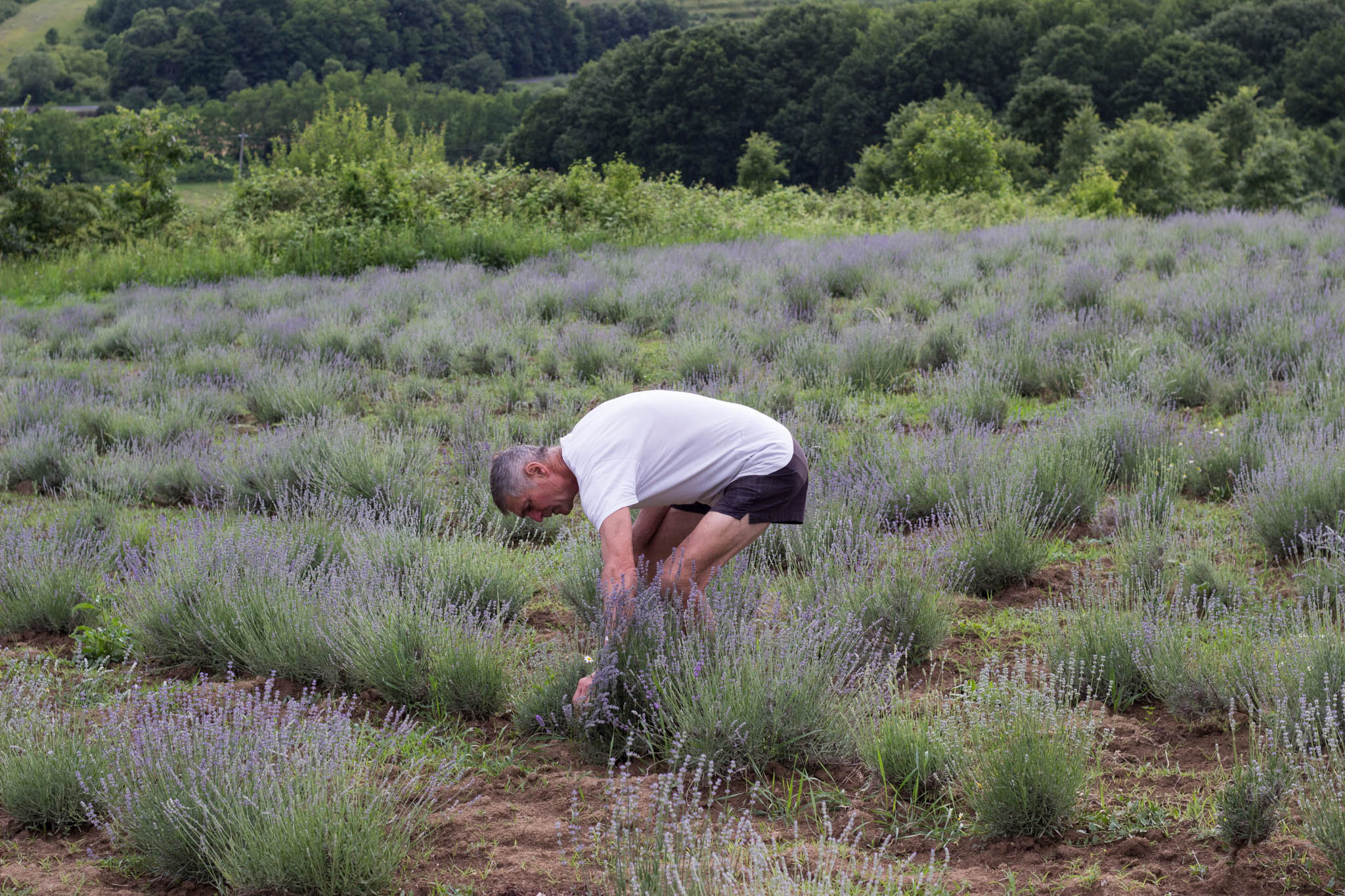 Flori de lavanda Angustifolia soiul Rapido