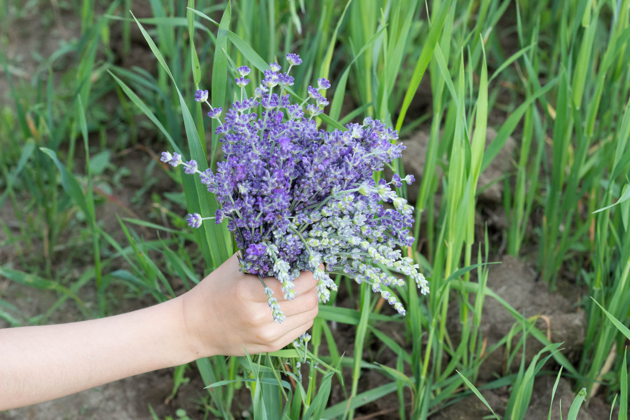 Flori de lavanda Angustifolia soiul Rapido